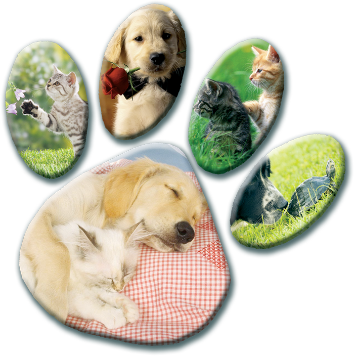 paw print dog walking